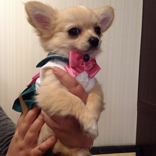 Illustration for article titled Small Dogs Cosplaying as Sailor Moon Characters